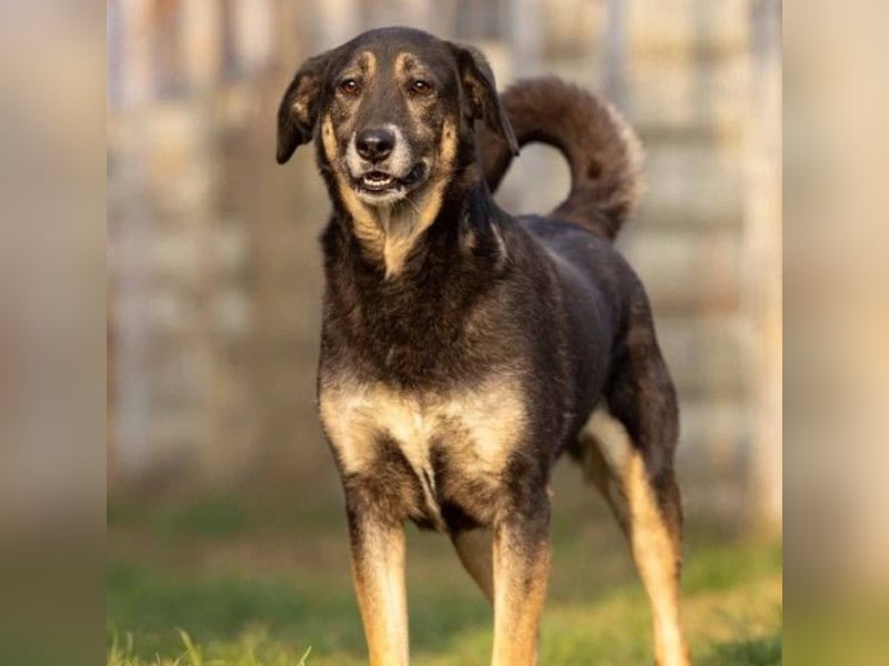 Liebe Bubulina sucht dringend ihre Menschen