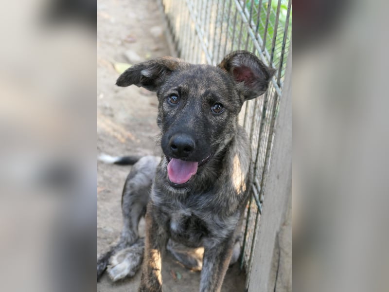 Cantabile tolle junge Hündin sucht ihre Menschen Cantabile tolle junge Hündin sucht ihre Menschen