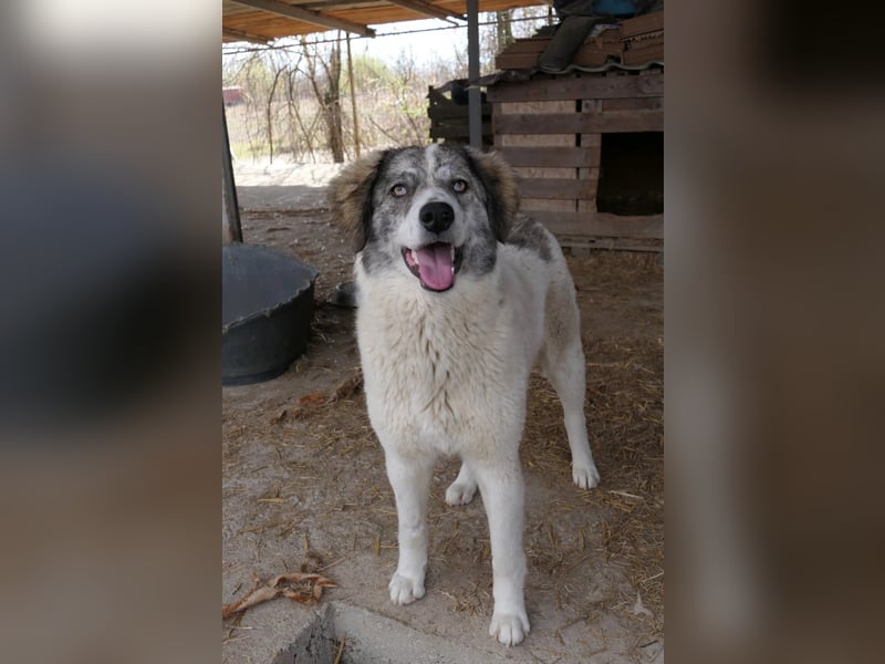 Melody sucht ihr Zuhause