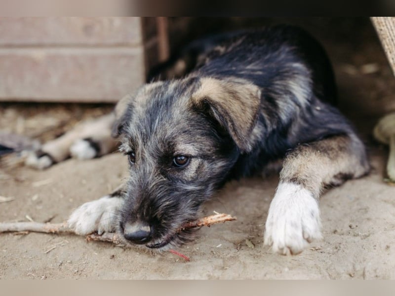EDDA - verschmustes, aufgewecktes Welpenmädchen sucht ihre Familie