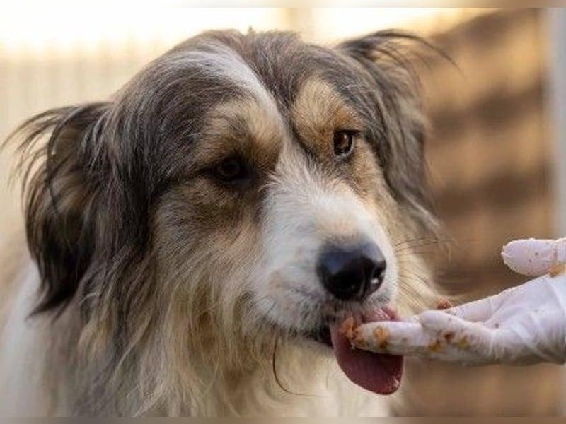 Hübsche Lucy sucht liebevolles Zuhause