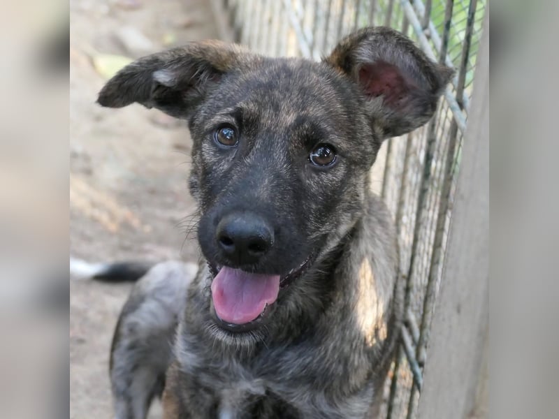 Cantabile tolle junge Hündin sucht ihre Menschen Cantabile tolle junge Hündin sucht ihre Menschen