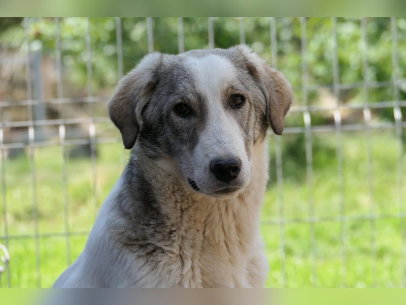 HELMI - toller Jungrüde sucht liebevolles Zuhause
