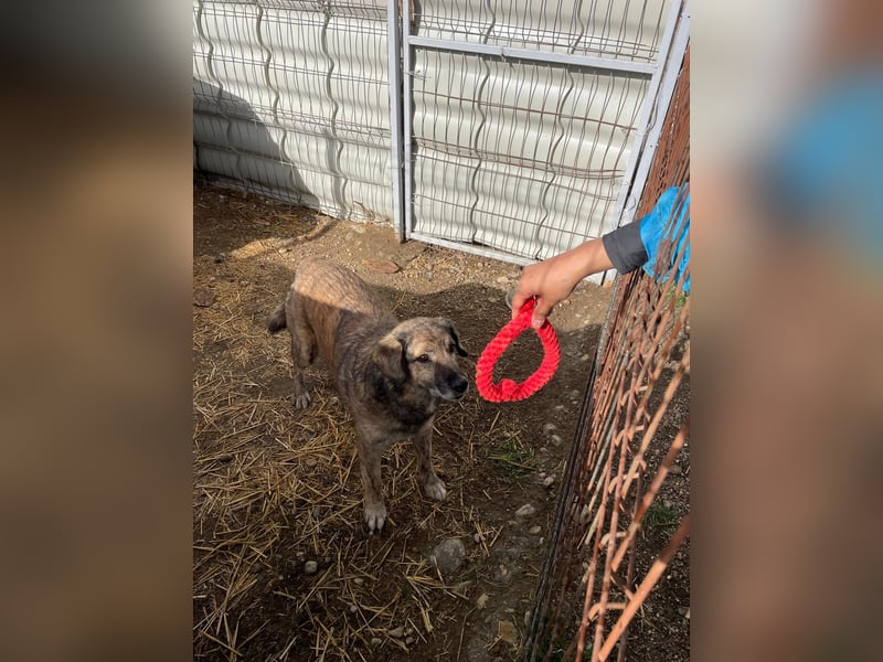 Beghei  hat es so verdient ein Zuhause zu finden