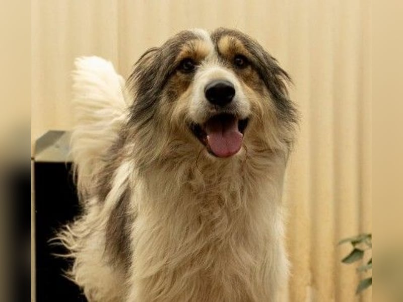 Hübsche Lucy sucht liebevolles Zuhause