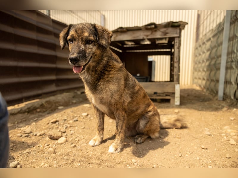 Beghei  hat es so verdient ein Zuhause zu finden