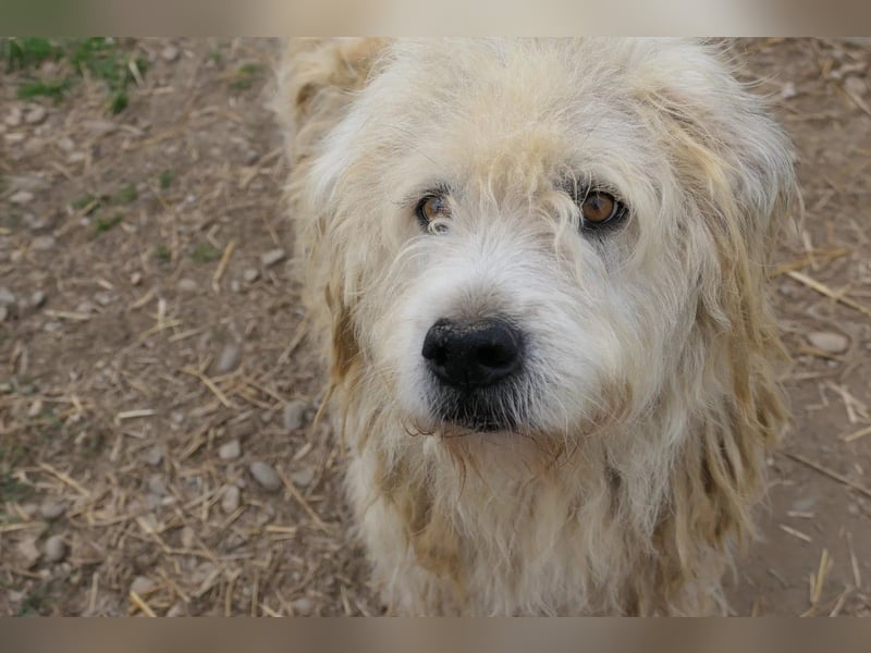 ALBO - ruhiger, liebenswerter Rüde sucht seine große Chance