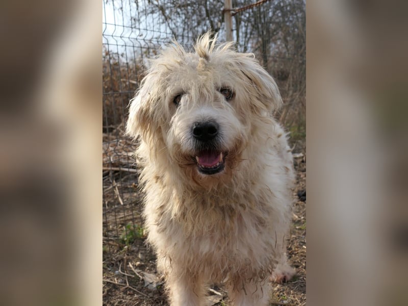 ALBO - ruhiger, liebenswerter Rüde sucht seine große Chance