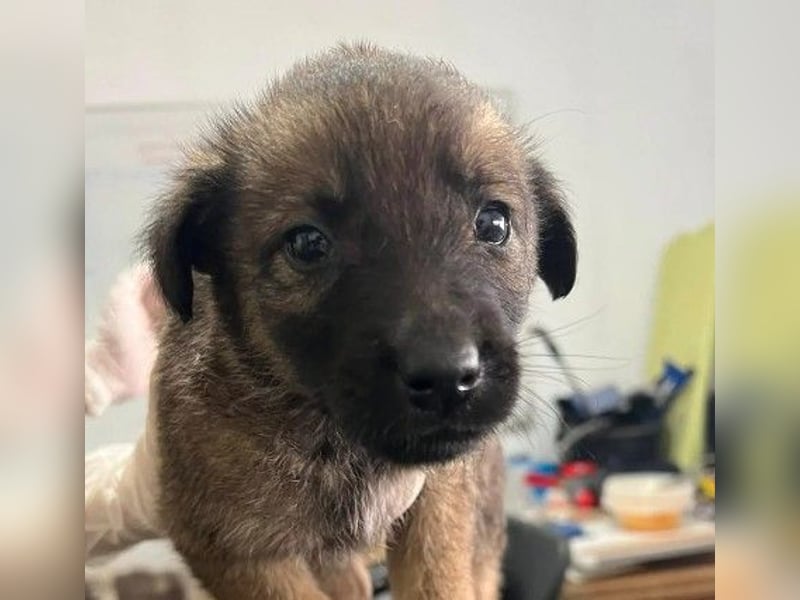 Goliath – verspielter Sonnenschein auf vier Pfoten