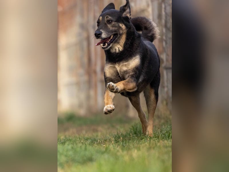 Bubulina vorsichtig & lieb sucht ihre Herzensmenschen Bubulina vorsichtig & lieb sucht ihre Herzensmenschen