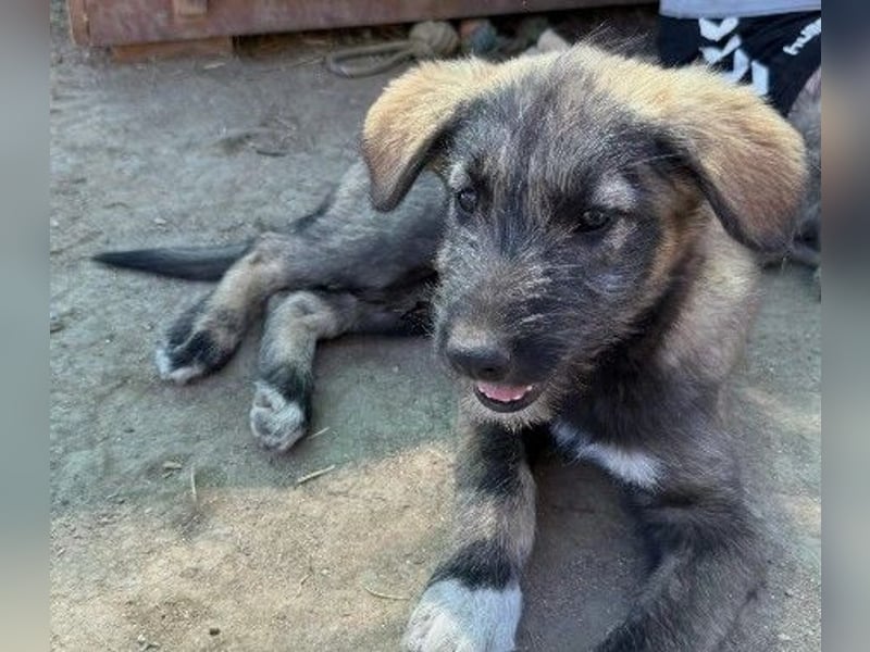 EDDA - verschmustes, aufgewecktes Welpenmädchen sucht ihre Familie