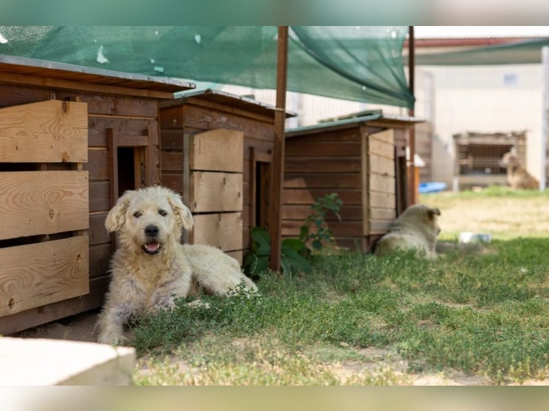 ALBO - ruhiger, liebenswerter Rüde sucht seine große Chance
