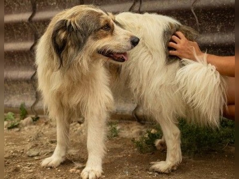 Hübsche Lucy sucht liebevolles Zuhause