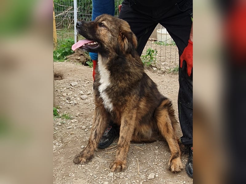 Jungrüde Puiu sucht seine Herzensmenschen - er ist so ein toller Hund !