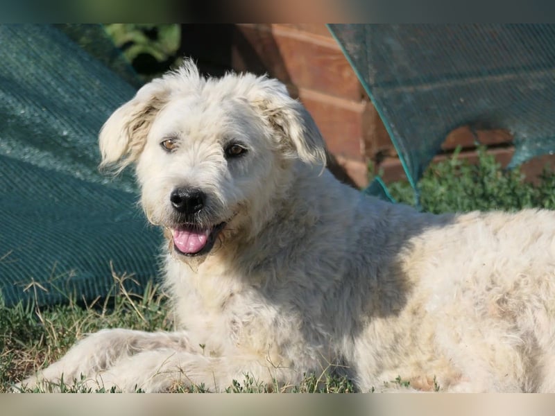 ALBO - ruhiger, liebenswerter Rüde sucht seine große Chance