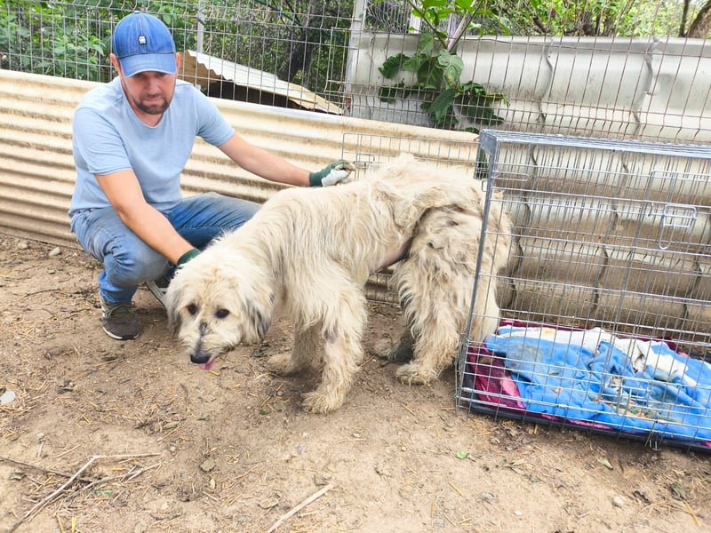 MAJA - freundliche, unkomplizierte Hündin sucht ihre Menschen