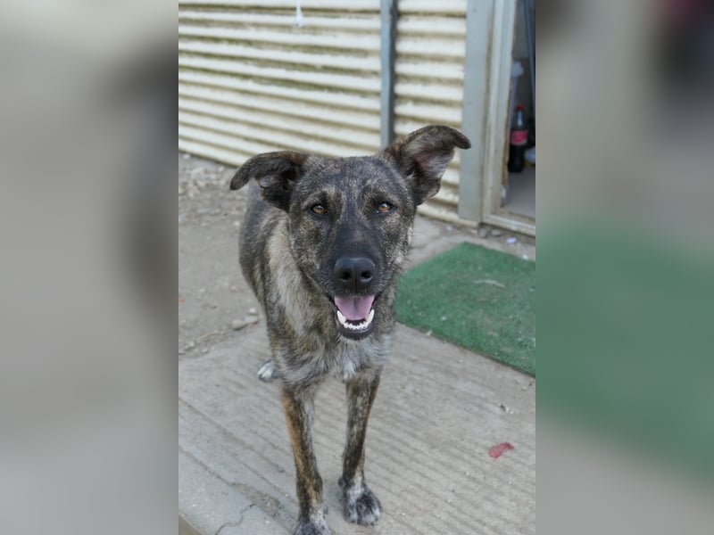 Cantabile tolle junge Hündin sucht ihre Menschen Cantabile tolle junge Hündin sucht ihre Menschen