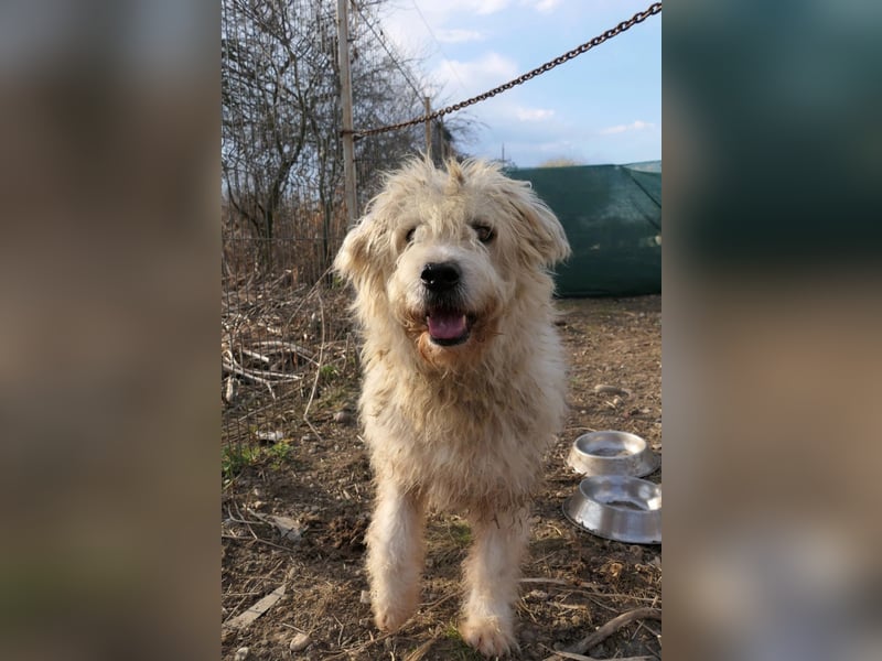 ALBO - ruhiger, liebenswerter Rüde sucht seine große Chance