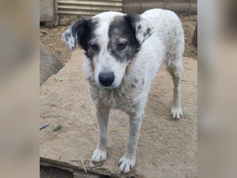 Verschmuste, anhängliche Diana sucht ihre Familie