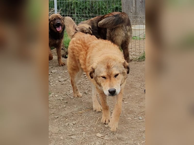 PRAHA - sanfte und menschenbezogene Junghündin sucht ihr Zuhause