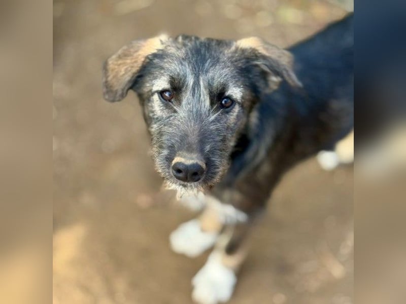 EDDA - verschmustes, aufgewecktes Welpenmädchen sucht ihre Familie