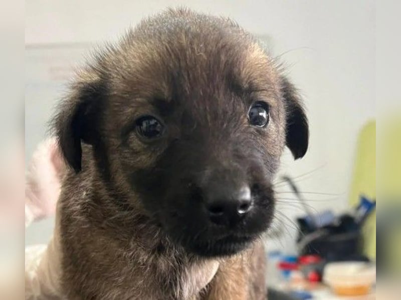 Goliath – verspielter Sonnenschein auf vier Pfoten