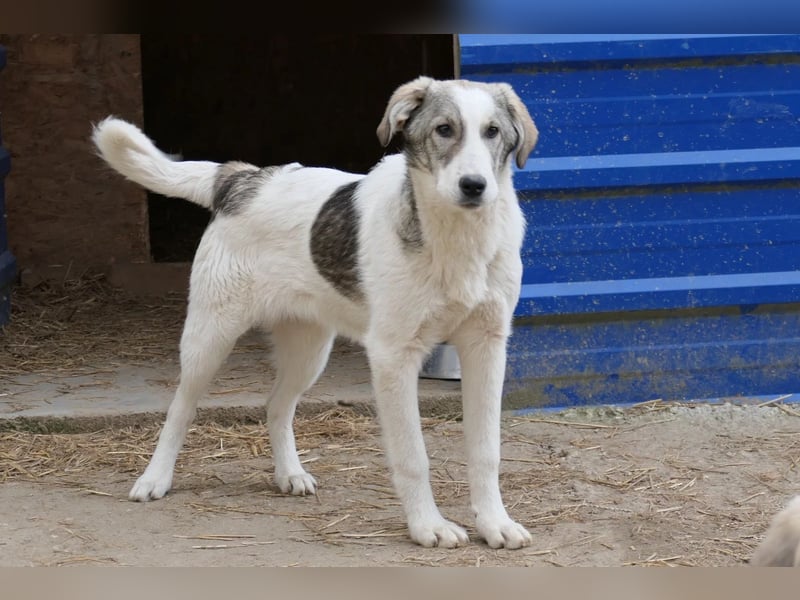 HELMI - toller Jungrüde sucht liebevolles Zuhause