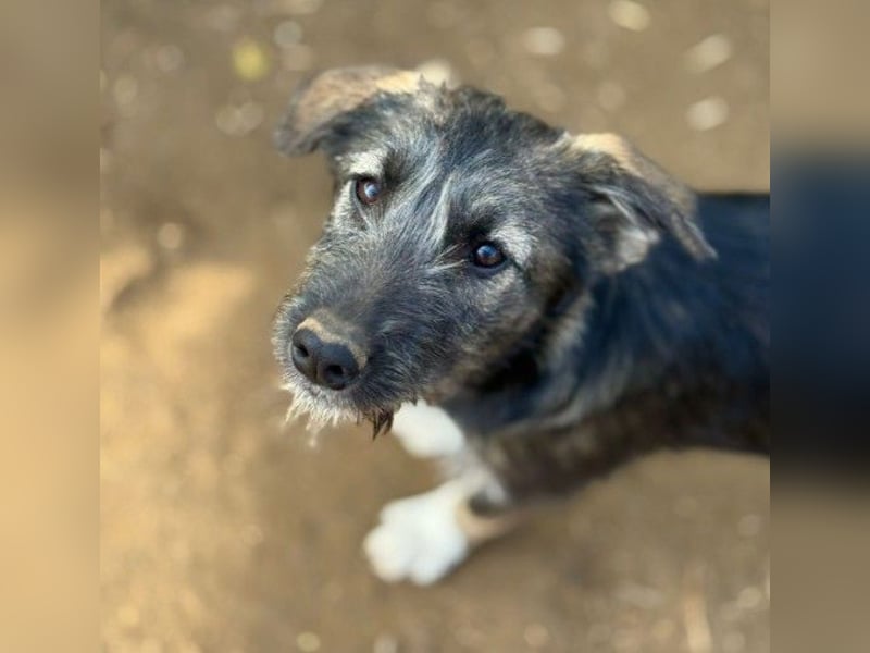 EDDA - verschmustes, aufgewecktes Welpenmädchen sucht ihre Familie