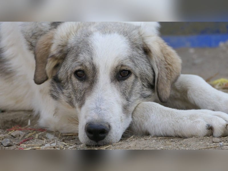 HELMI - toller Jungrüde sucht liebevolles Zuhause