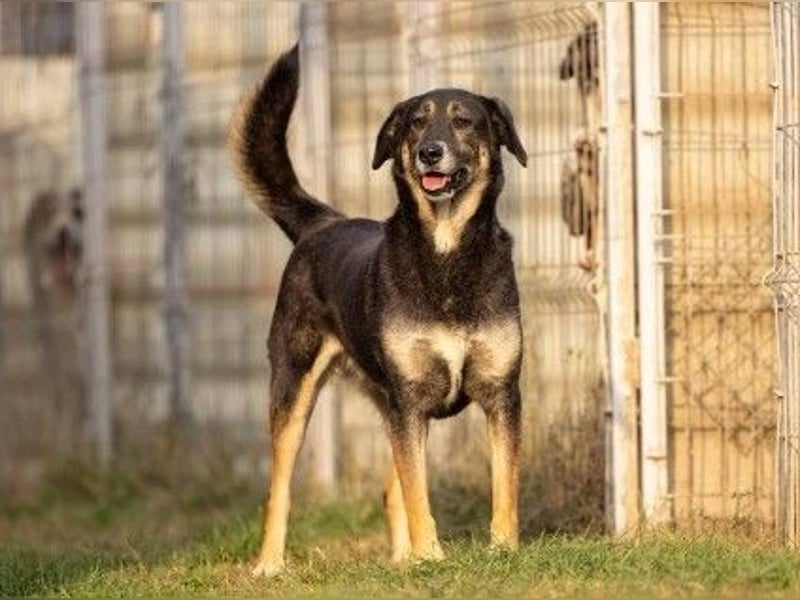 Liebe Bubulina sucht dringend ihre Menschen