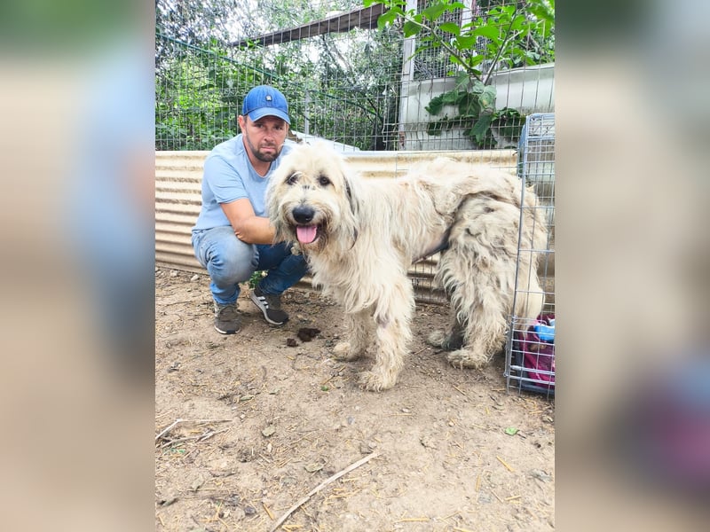 MAJA - freundliche, unkomplizierte Hündin sucht ihre Menschen