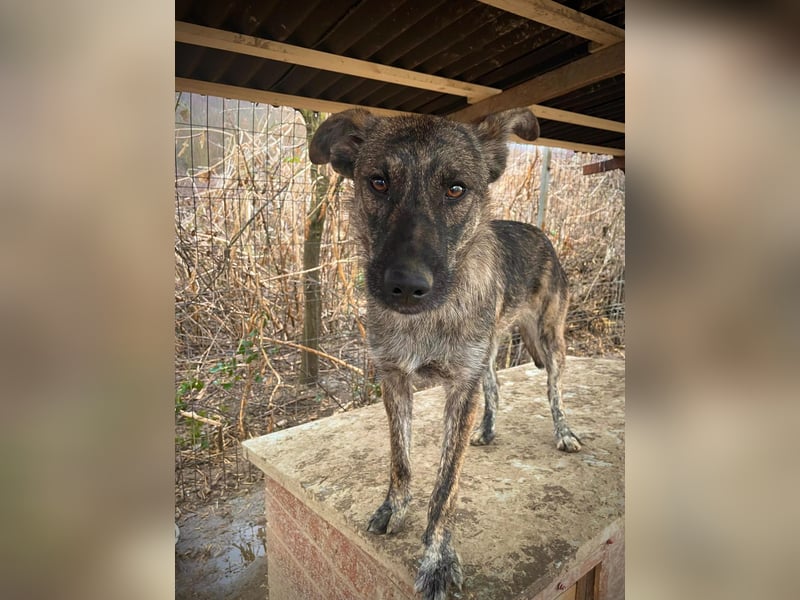 Cantabile tolle junge Hündin sucht ihre Menschen Cantabile tolle junge Hündin sucht ihre Menschen