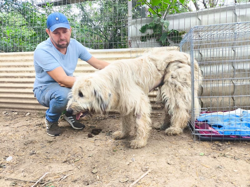 MAJA - freundliche, unkomplizierte Hündin sucht ihre Menschen