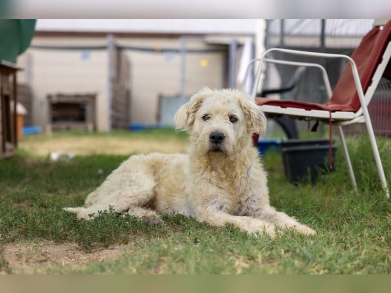 ALBO - ruhiger, liebenswerter Rüde sucht seine große Chance