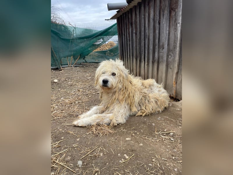 ALBO - ruhiger, liebenswerter Rüde sucht seine große Chance