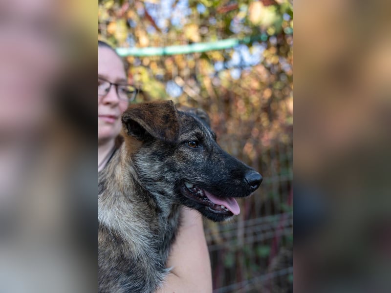 Cantabile tolle junge Hündin sucht ihre Menschen Cantabile tolle junge Hündin sucht ihre Menschen