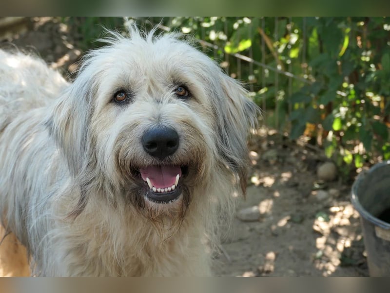 MAJA - freundliche, unkomplizierte Hündin sucht ihre Menschen