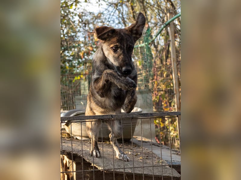 Cantabile tolle junge Hündin sucht ihre Menschen Cantabile tolle junge Hündin sucht ihre Menschen
