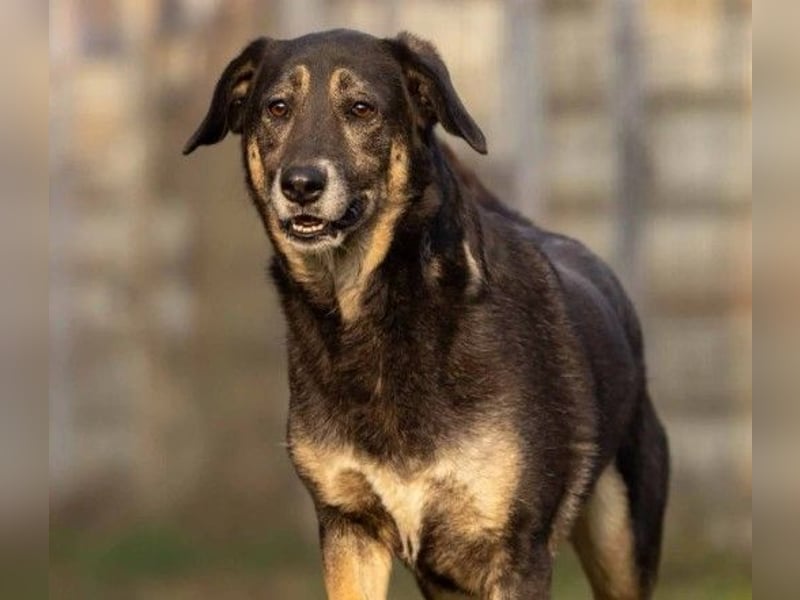 Liebe Bubulina sucht dringend ihre Menschen