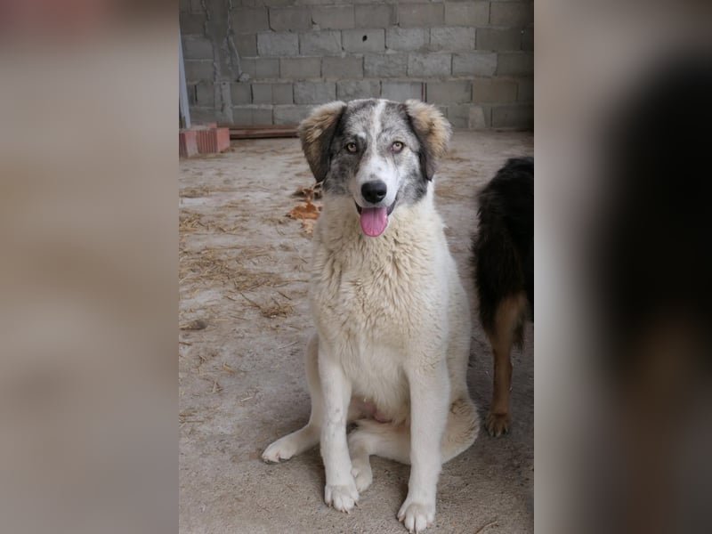 Melody sucht ihr Zuhause