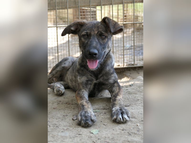 Cantabile tolle junge Hündin sucht ihre Menschen Cantabile tolle junge Hündin sucht ihre Menschen