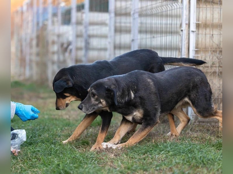 Bubulina vorsichtig & lieb sucht ihre Herzensmenschen Bubulina vorsichtig & lieb sucht ihre Herzensmenschen