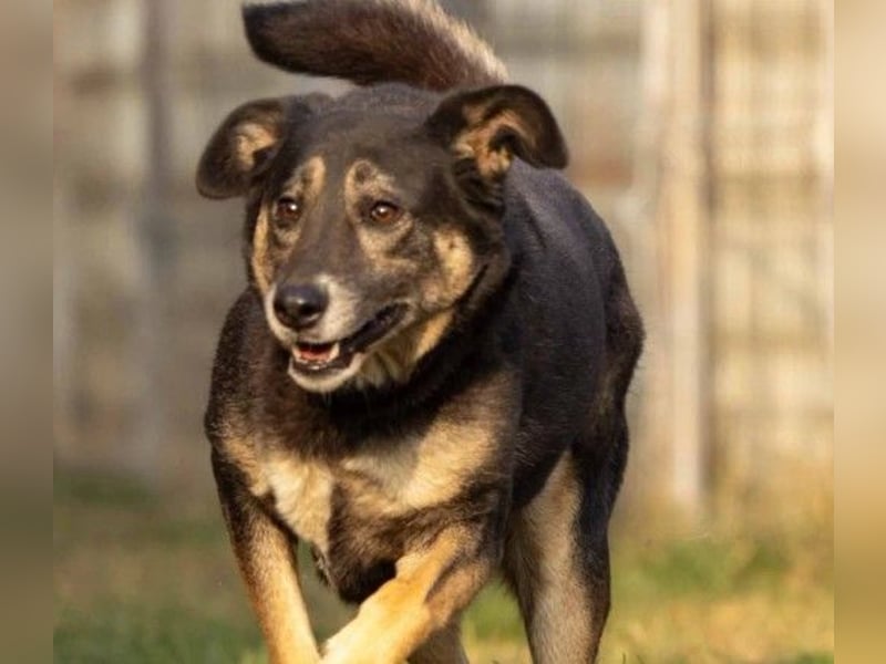 Liebe Bubulina sucht dringend ihre Menschen