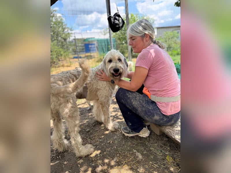 MAJA - freundliche, unkomplizierte Hündin sucht ihre Menschen