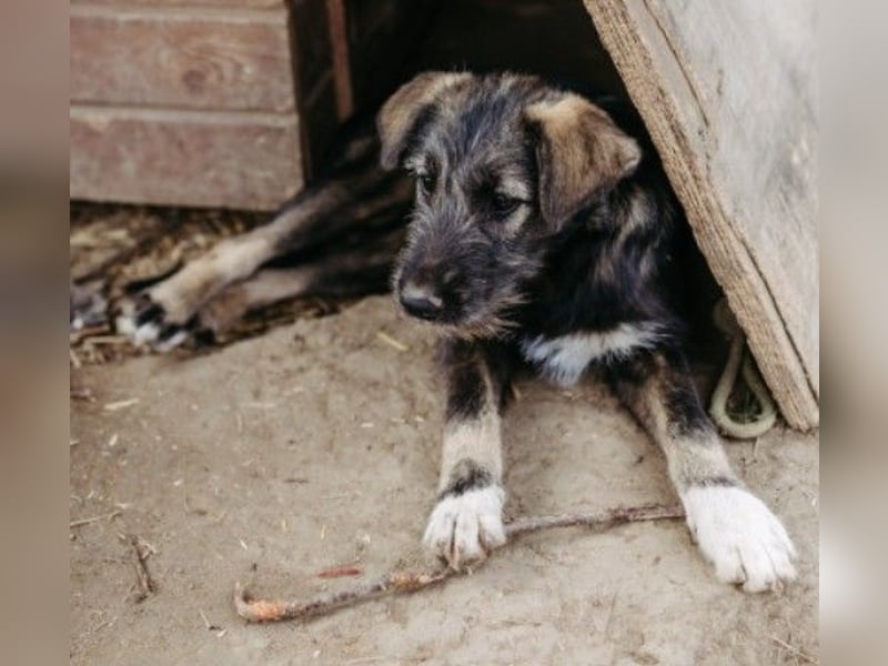 EDDA - verschmustes, aufgewecktes Welpenmädchen sucht ihre Familie