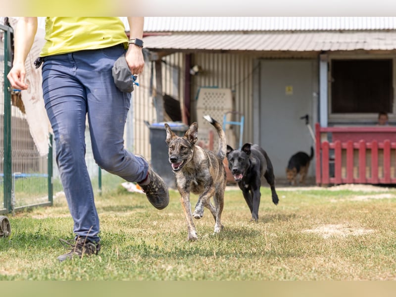 Cantabile tolle junge Hündin sucht ihre Menschen Cantabile tolle junge Hündin sucht ihre Menschen