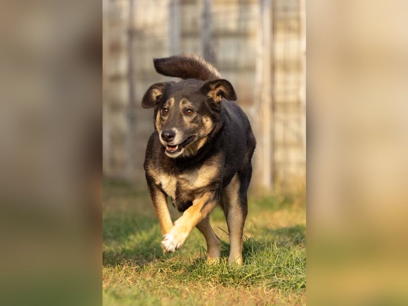 Bubulina vorsichtig & lieb sucht ihre Herzensmenschen Bubulina vorsichtig & lieb sucht ihre Herzensmenschen