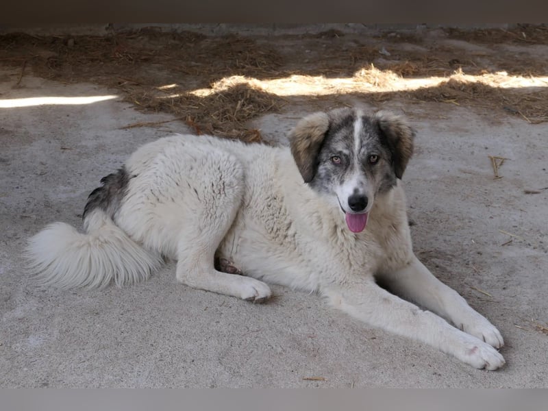 Melody sucht ihr Zuhause