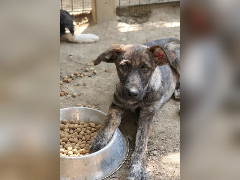 Cantabile tolle junge Hündin sucht ihre Menschen Cantabile tolle junge Hündin sucht ihre Menschen