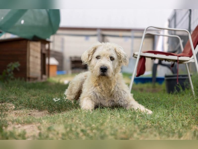 ALBO - ruhiger, liebenswerter Rüde sucht seine große Chance